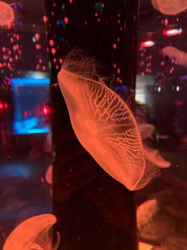 マクセル アクアパーク品川に投稿された画像（2021/11/13）