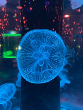 マクセル アクアパーク品川に投稿された画像（2021/11/13）