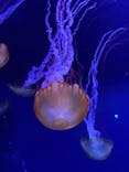 すみだ水族館に投稿された画像（2021/11/13）