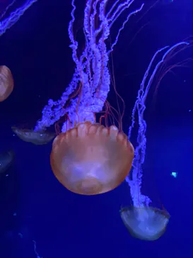 すみだ水族館に投稿された画像（2021/11/13）