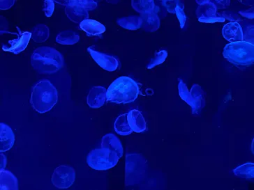 すみだ水族館に投稿された画像（2021/11/13）