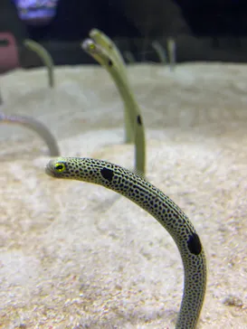 すみだ水族館に投稿された画像（2021/11/13）