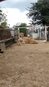 神戸どうぶつ王国に投稿された画像（2021/11/13）