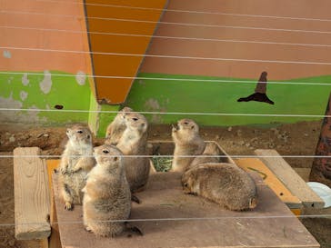 淡路ファームパーク イングランドの丘に投稿された画像（2021/11/13）