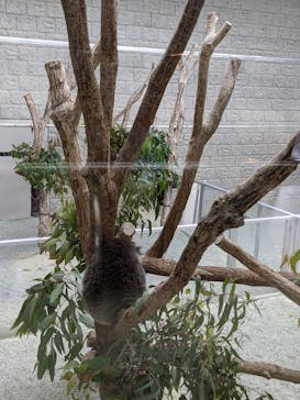 淡路ファームパーク イングランドの丘に投稿された画像（2021/11/13）