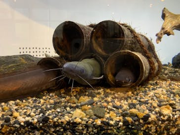 京都水族館に投稿された画像（2021/11/13）