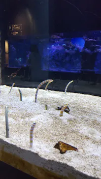 すみだ水族館に投稿された画像（2021/11/13）