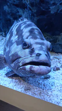 すみだ水族館に投稿された画像（2021/11/13）