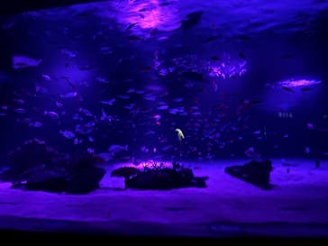 サンシャイン水族館に投稿された画像（2021/11/13）