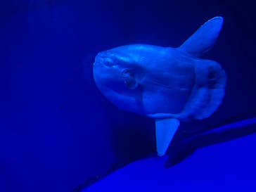 サンシャイン水族館に投稿された画像（2021/11/13）