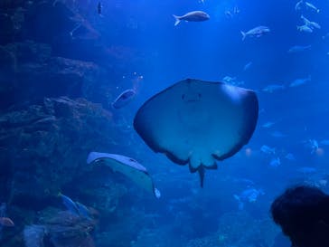 京都水族館に投稿された画像（2021/11/13）