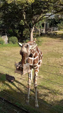 天王寺動物園に投稿された画像（2021/11/13）