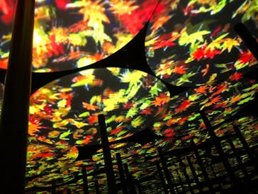 森ビル デジタルアート ミュージアム：エプソン チームラボボーダレスに投稿された画像（2021/11/13）