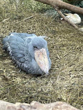 那須どうぶつ王国に投稿された画像（2021/11/13）