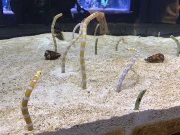 すみだ水族館に投稿された画像（2021/11/13）