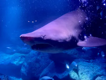 すみだ水族館に投稿された画像（2021/11/14）