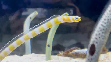 すみだ水族館に投稿された画像（2021/11/14）