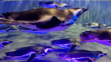 すみだ水族館に投稿された画像（2021/11/14）