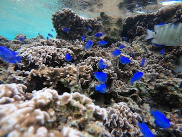 武藤潜水に投稿された画像（2021/11/14）