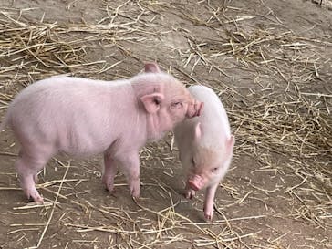 しろとり動物園に投稿された画像（2021/11/14）