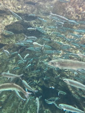 サケのふるさと 千歳水族館に投稿された画像（2021/11/14）