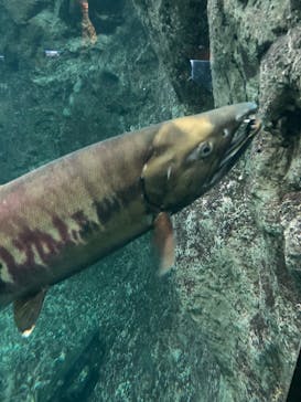 サケのふるさと 千歳水族館に投稿された画像（2021/11/14）