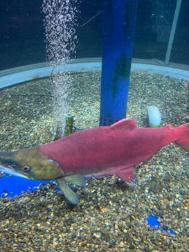 サケのふるさと 千歳水族館に投稿された画像（2021/11/14）