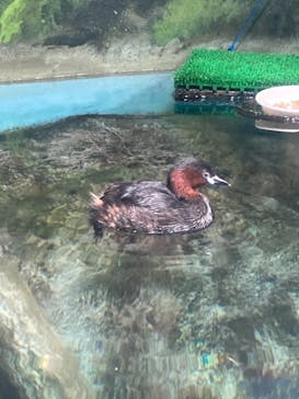 サケのふるさと 千歳水族館に投稿された画像（2021/11/14）