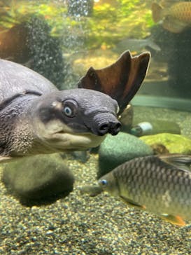 サケのふるさと 千歳水族館に投稿された画像（2021/11/14）