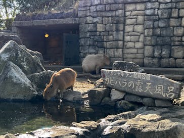伊豆シャボテン動物公園に投稿された画像（2021/11/14）