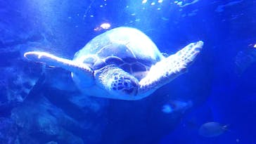 マクセル アクアパーク品川に投稿された画像（2021/11/14）