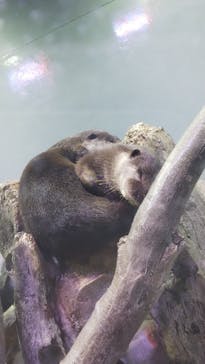 マクセル アクアパーク品川に投稿された画像（2021/11/14）