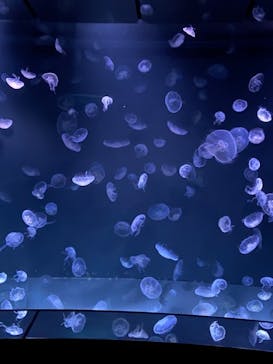 サンシャイン水族館に投稿された画像（2021/11/14）