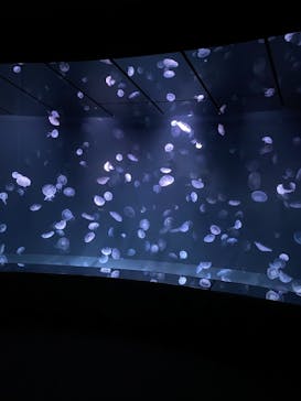 サンシャイン水族館に投稿された画像（2021/11/14）