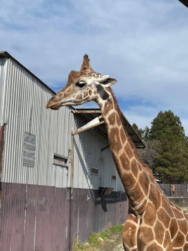 那須サファリパークに投稿された画像（2021/11/14）