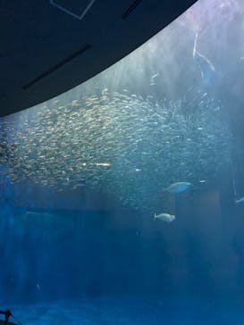 名古屋港水族館に投稿された画像（2021/11/14）