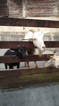 秋吉台自然動物公園 サファリランドに投稿された画像（2021/11/14）