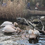 神戸どうぶつ王国に投稿された画像（2021/11/14）