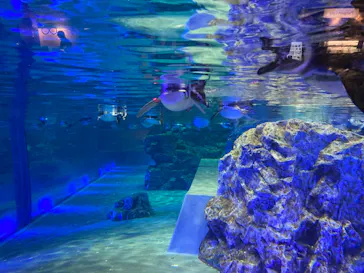 すみだ水族館に投稿された画像（2021/11/14）