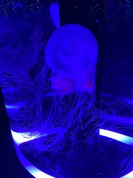 マクセル アクアパーク品川に投稿された画像（2021/11/14）