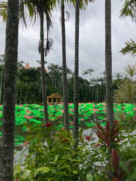 美らヤシパークオキナワ・東南植物楽園に投稿された画像（2021/11/14）