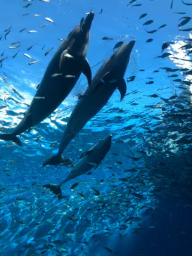 横浜・八景島シーパラダイスに投稿された画像（2021/11/14）