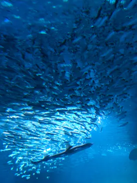 横浜・八景島シーパラダイスに投稿された画像（2021/11/14）