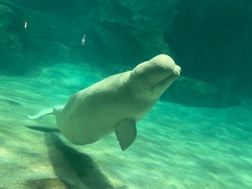 名古屋港水族館に投稿された画像（2021/11/14）
