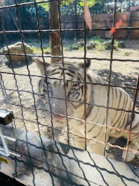 群馬サファリパークに投稿された画像（2021/11/14）