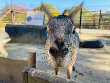 群馬サファリパークに投稿された画像（2021/11/14）