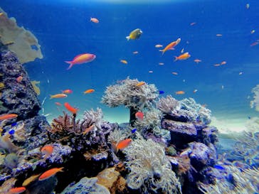 サンシャイン水族館に投稿された画像（2021/11/14）