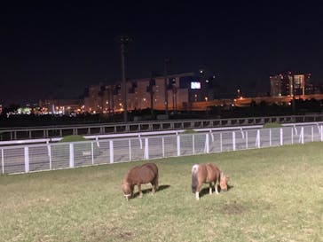 東京メガイルミに投稿された画像（2021/11/14）