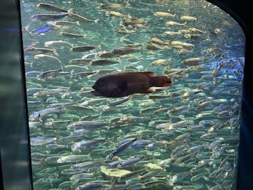 サンシャイン水族館に投稿された画像（2021/11/14）