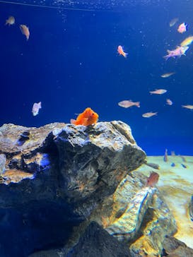 サンシャイン水族館に投稿された画像（2021/11/14）